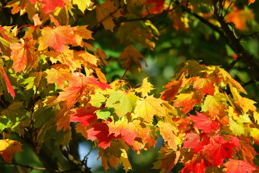 Hojas de árbol otoñando