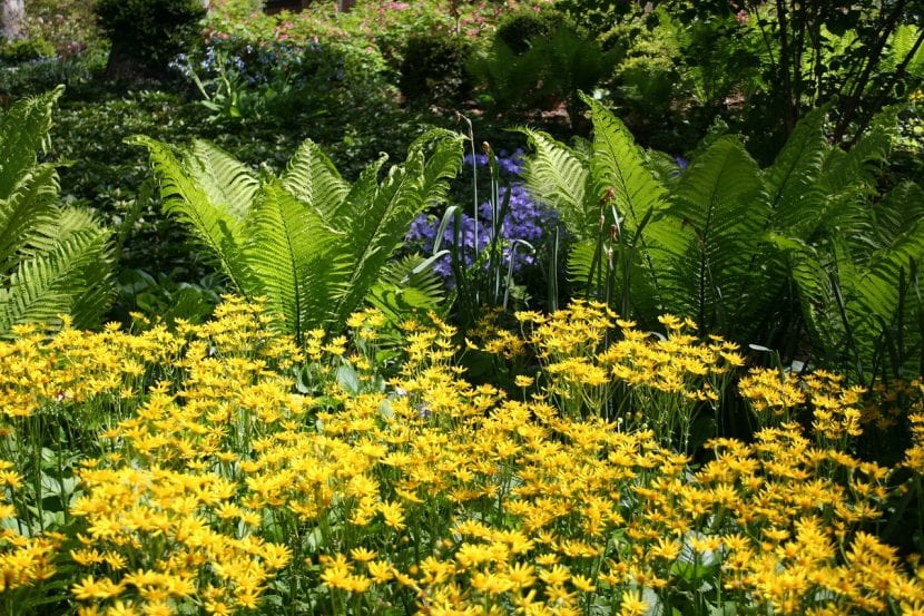 Verano en un jardín
