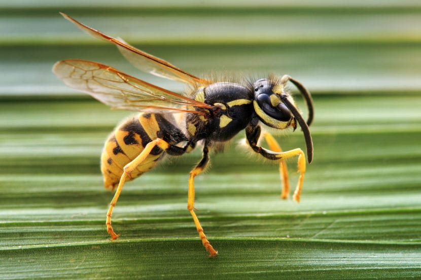 Avispa común posada