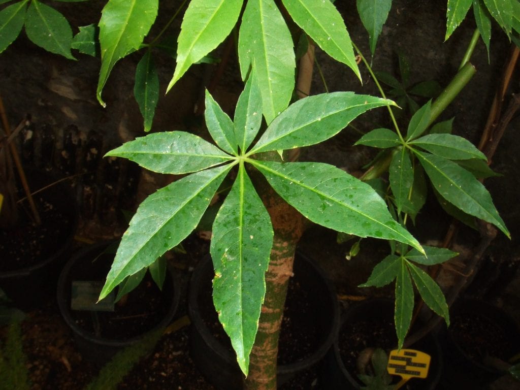 Bombax ceiba