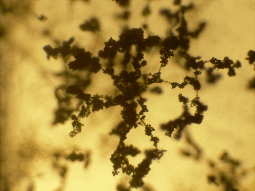 Trichoderma conidiophores