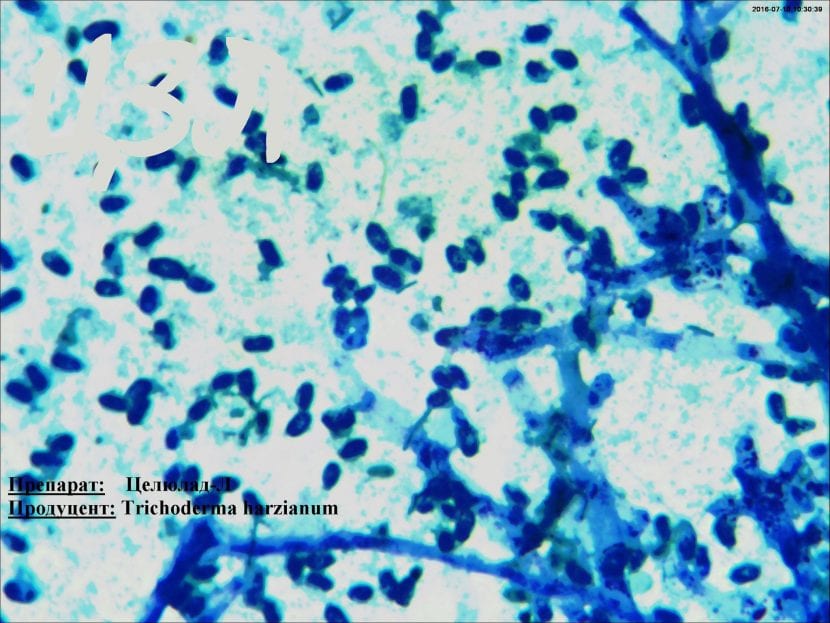 Trichoderma harzianum