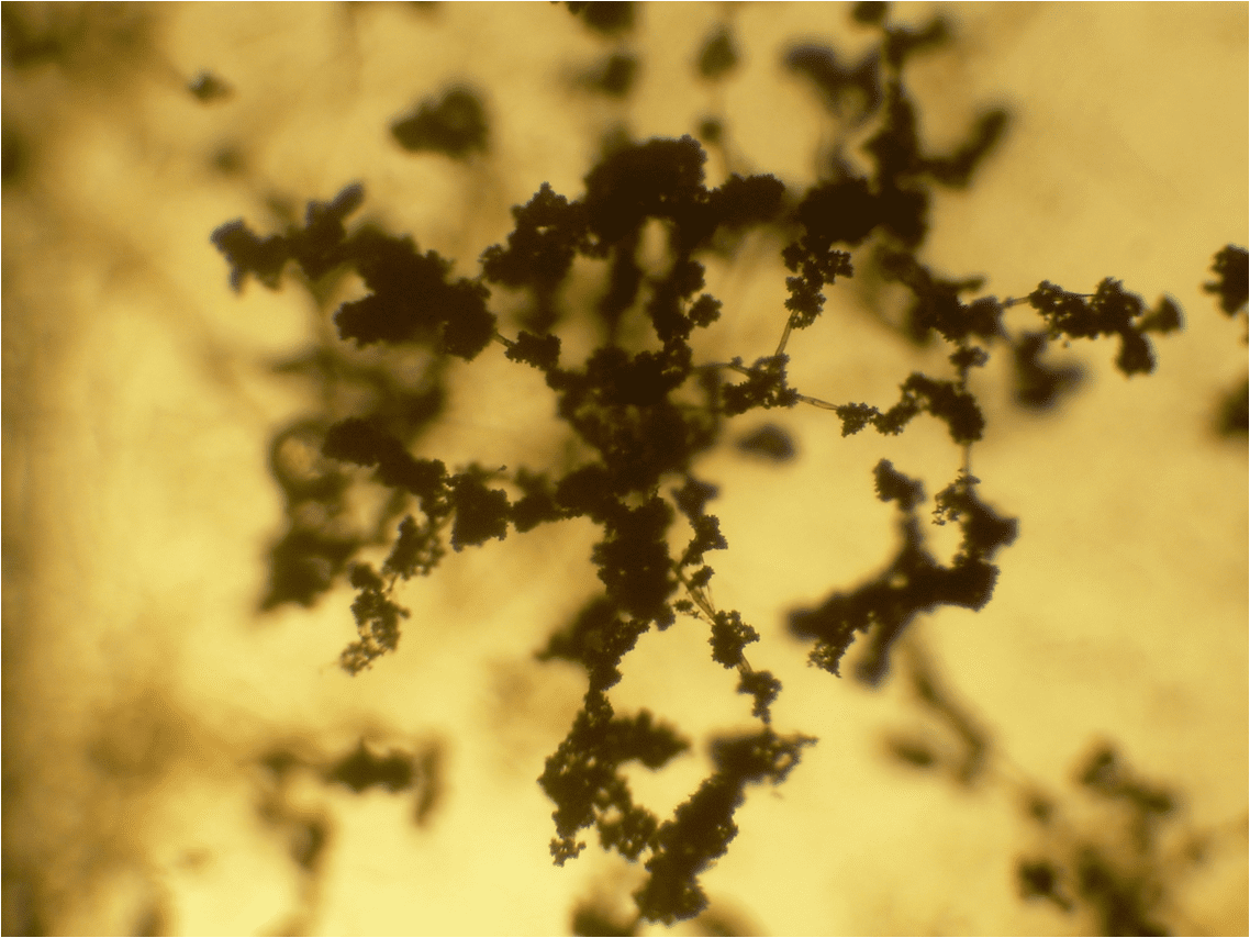 Trichoderma: control biológico de hongos del suelo