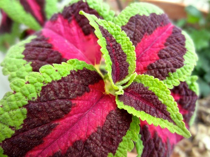 Trucos caseros para plantas: cuáles funcionan de verdad