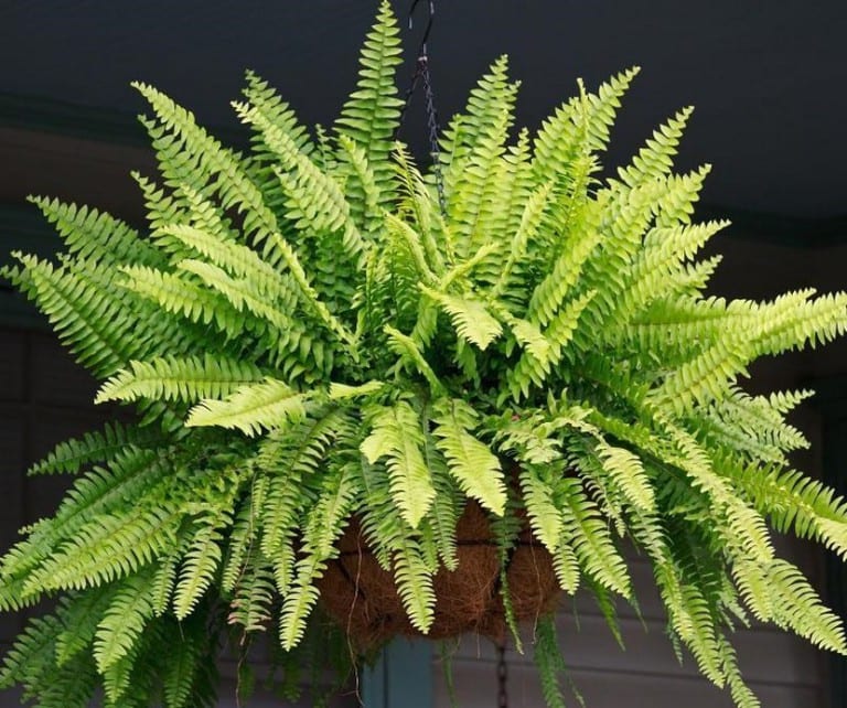 Helechos cultivados en el interior de una vivienda