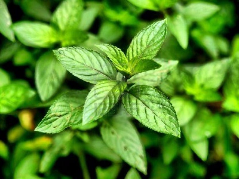 Planta menta
