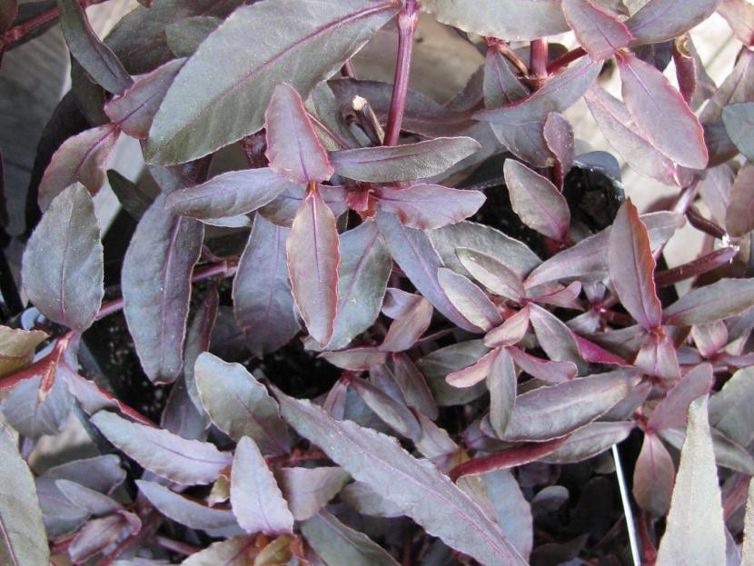 Planta de la especie Alternanthera dentata