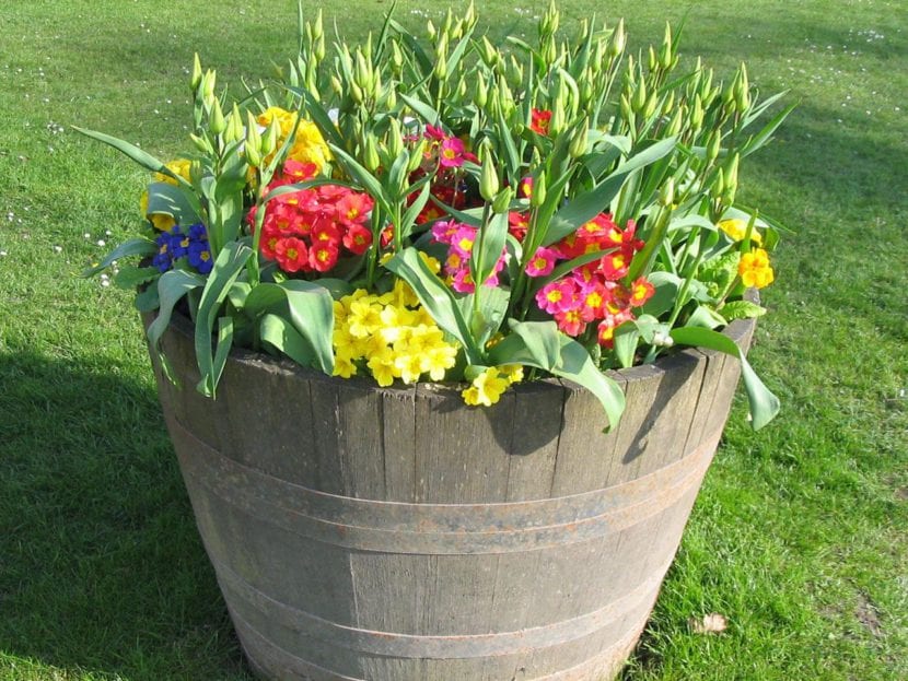 Flores en cubo