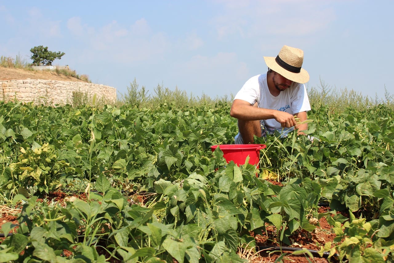 Trucos para jardineros novatos: errores que se evitan