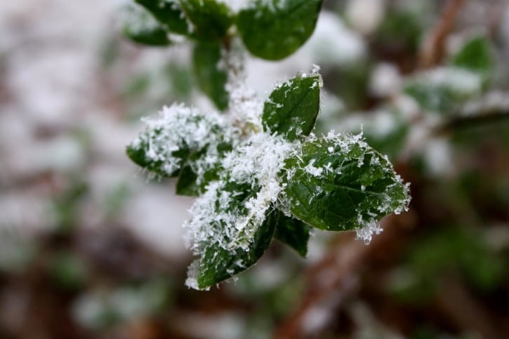 Las plantas dependen del clima