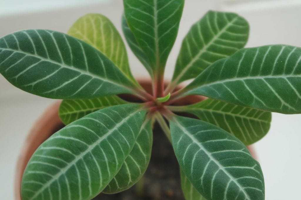 Las plantas de interior se limpian con regularidad