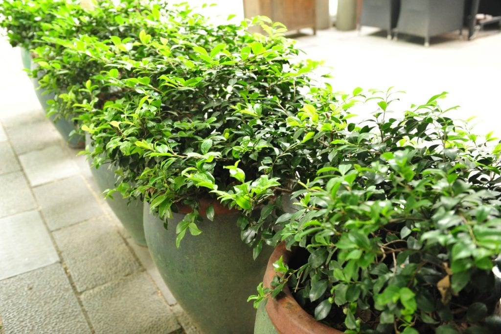 Las plantas necesitan agua