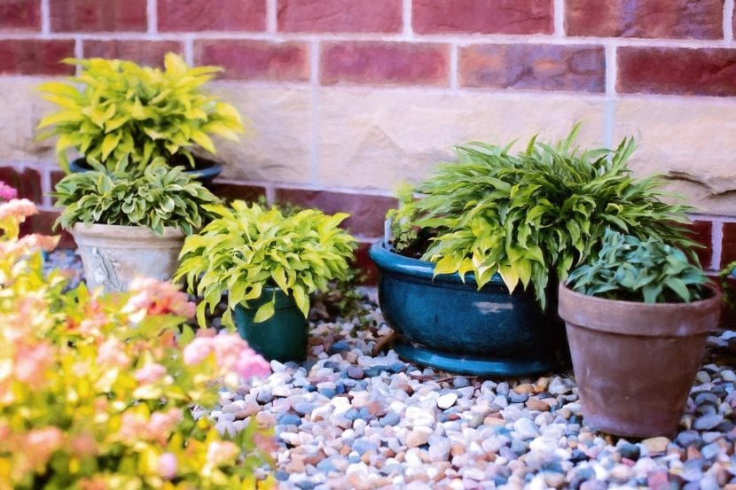 Follaje verde intenso en plantas bien nutridas