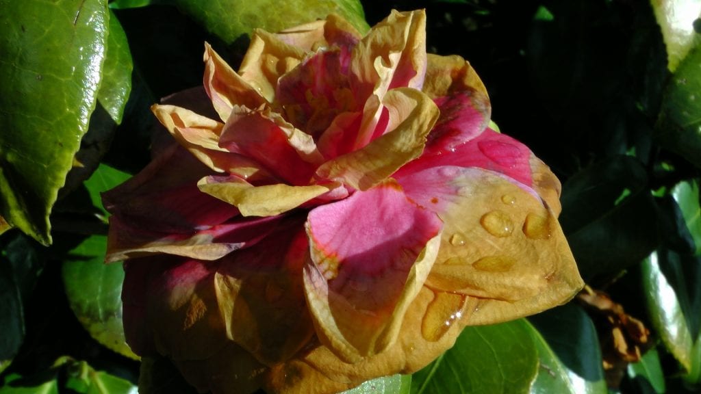 Las flores marchitas hay que cortarlas
