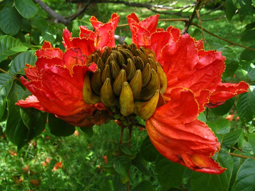 Tulipero del Gabón (Spathodea campanulata): cultivo
