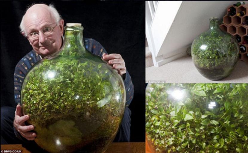 Jardín en una botella: el terrario sellado que lleva 50 años