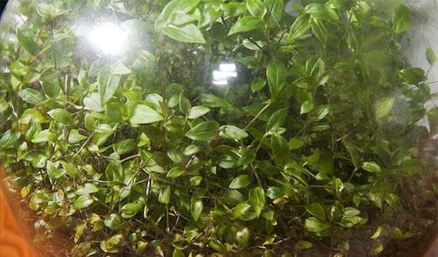 Tradescantia en una botella
