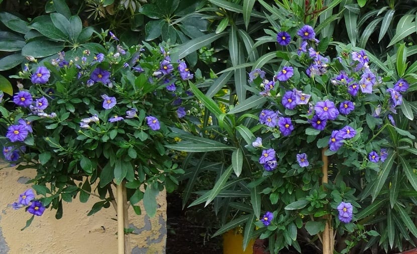 Solanum rantonnetii: cultivo, poda y toxicidad