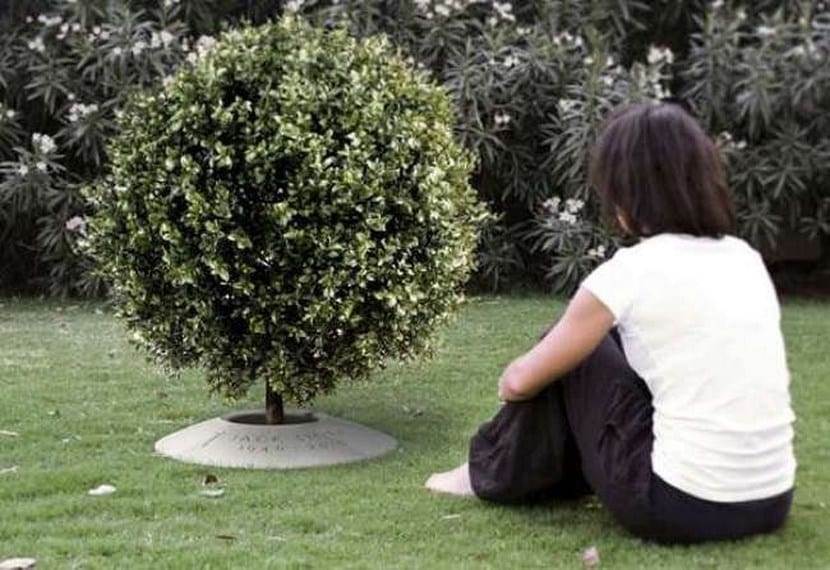 Urnas biodegradables y cementerios naturales: árboles