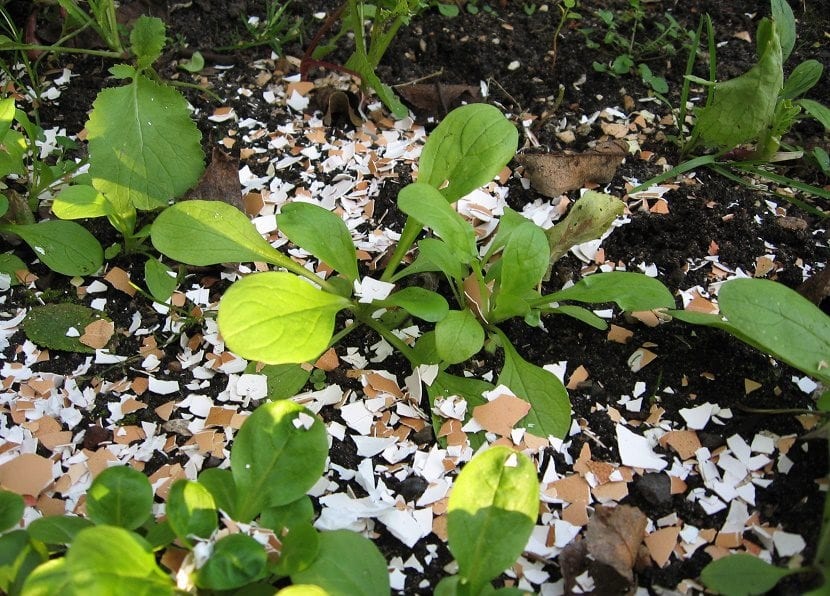 Cáscaras de huevo en el jardín: qué aportan y qué no