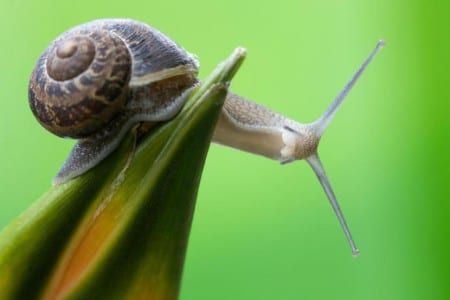 Caracol sobre una hoja en el huerto