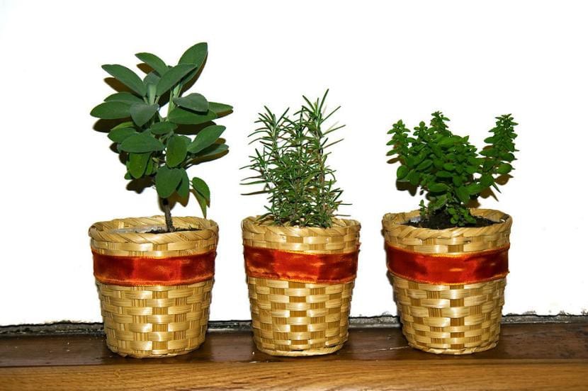 Plantas en interior