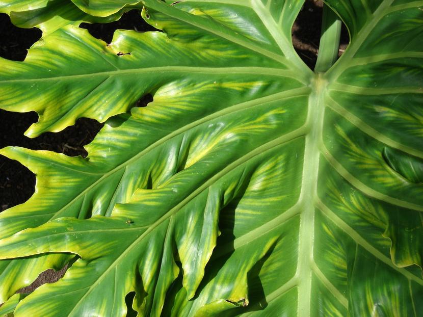 Philodendron bipinnatifidum