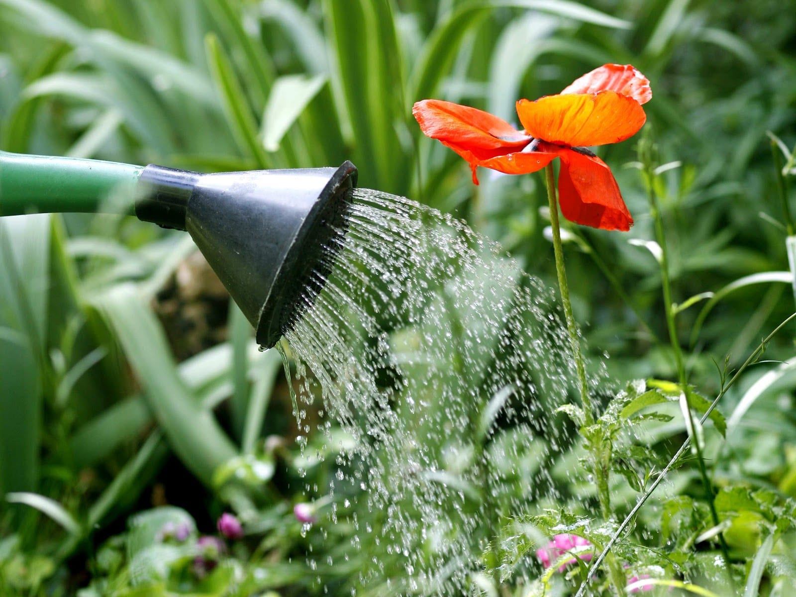 Agua oxigenada para las plantas: usos reales y dosis