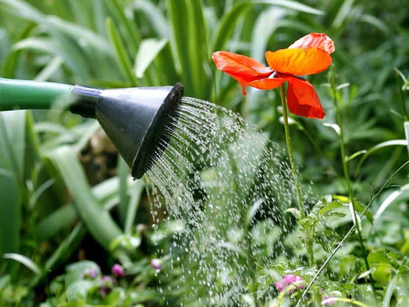 Riego de plantas con regadera