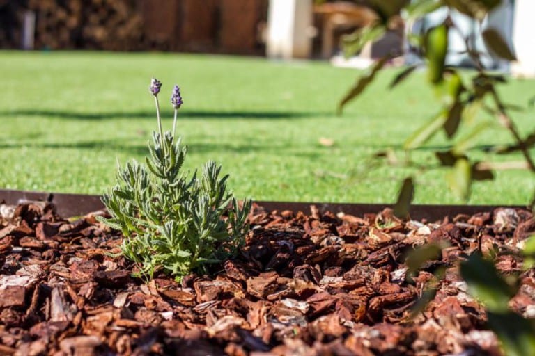 Acolchado de corteza de pino en un arriate de jardín