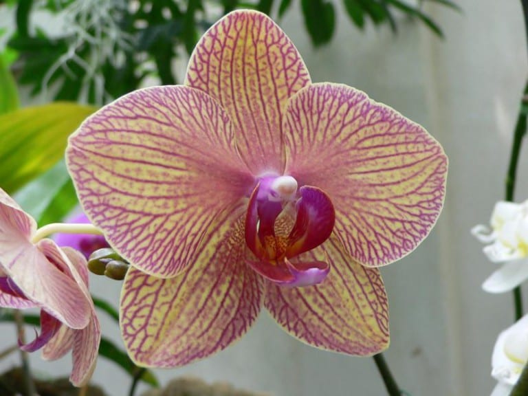 Phalaenopsis cultivada en corteza de pino