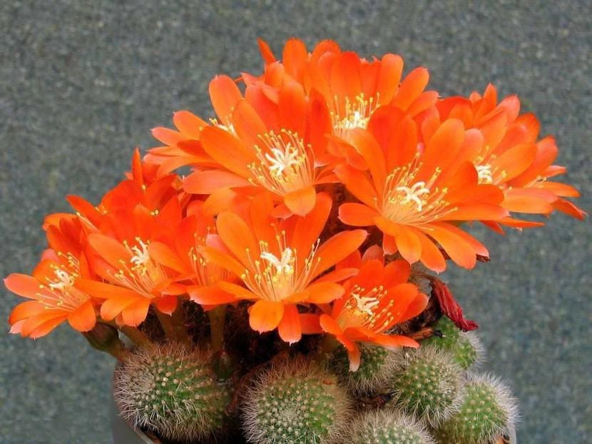 Rebutia spinossissima en flor