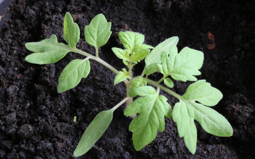 Tomatera en semillero