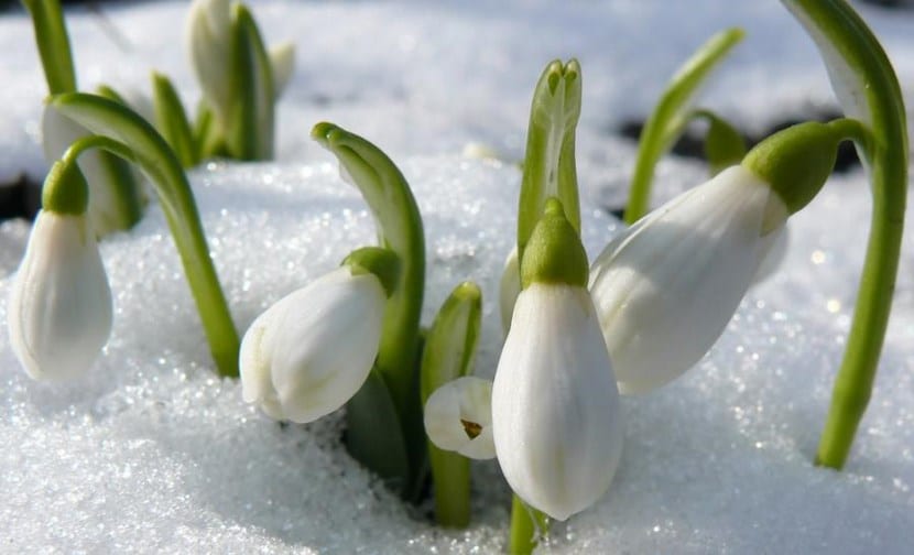 Cultivar en invierno: ventajas, desventajas y qué plantar