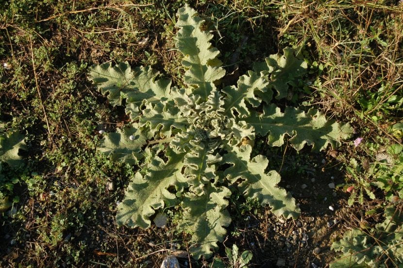 Planta Verbascum sinuatum