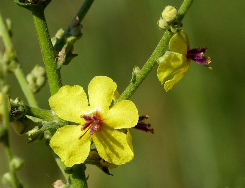 Flor de Verbascum sinuatum