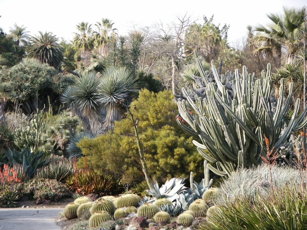 El jardín de cactus es un xerojardín