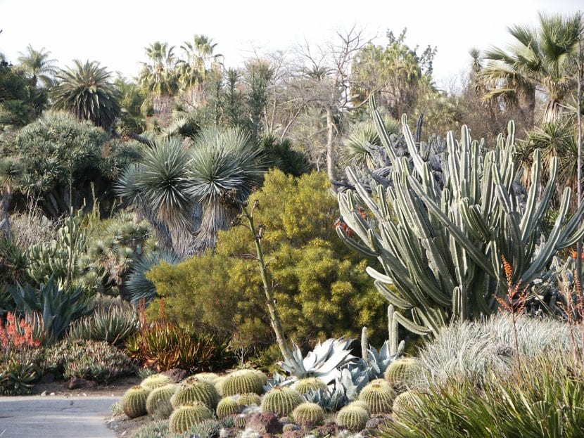 Jardín de cactus y grava, que no es lo mismo que xerojardinería