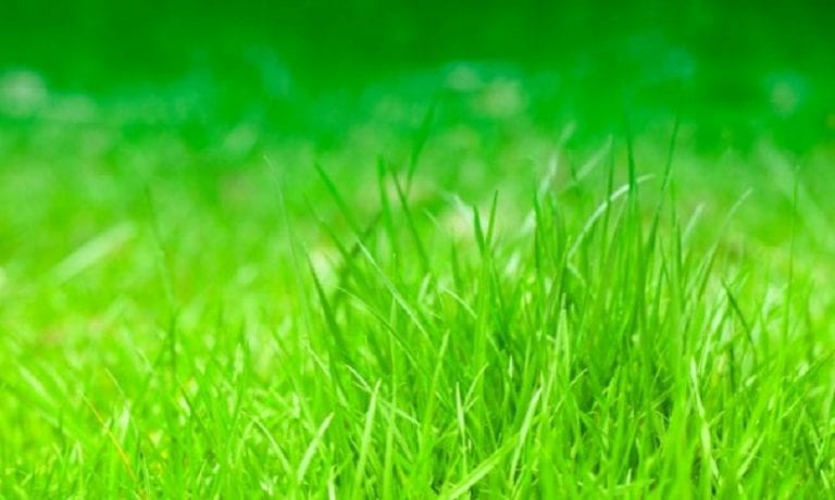 Césped en primavera con crecimiento acelerado