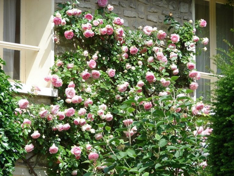 Flores de primavera en el jardín