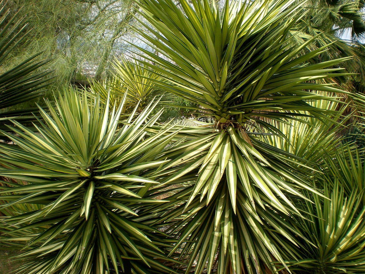Hojas de la Yucca aloifolia