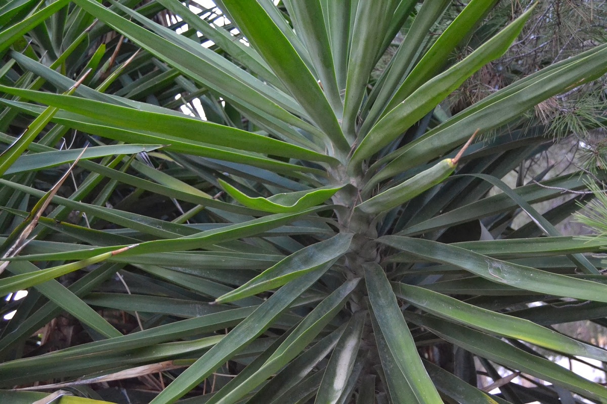 Yuca pinchosa