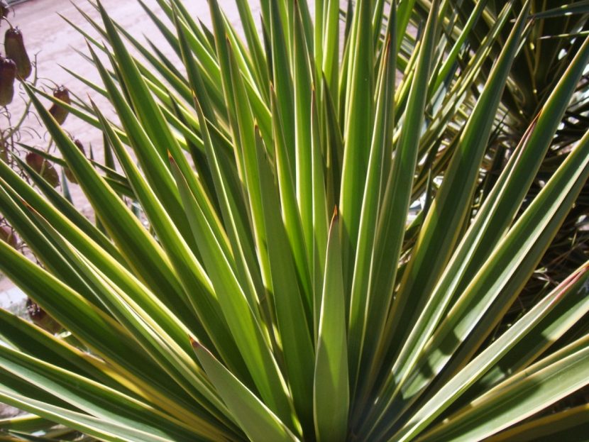 Ejemplar de Yucca aloifolia con tronco ramificado