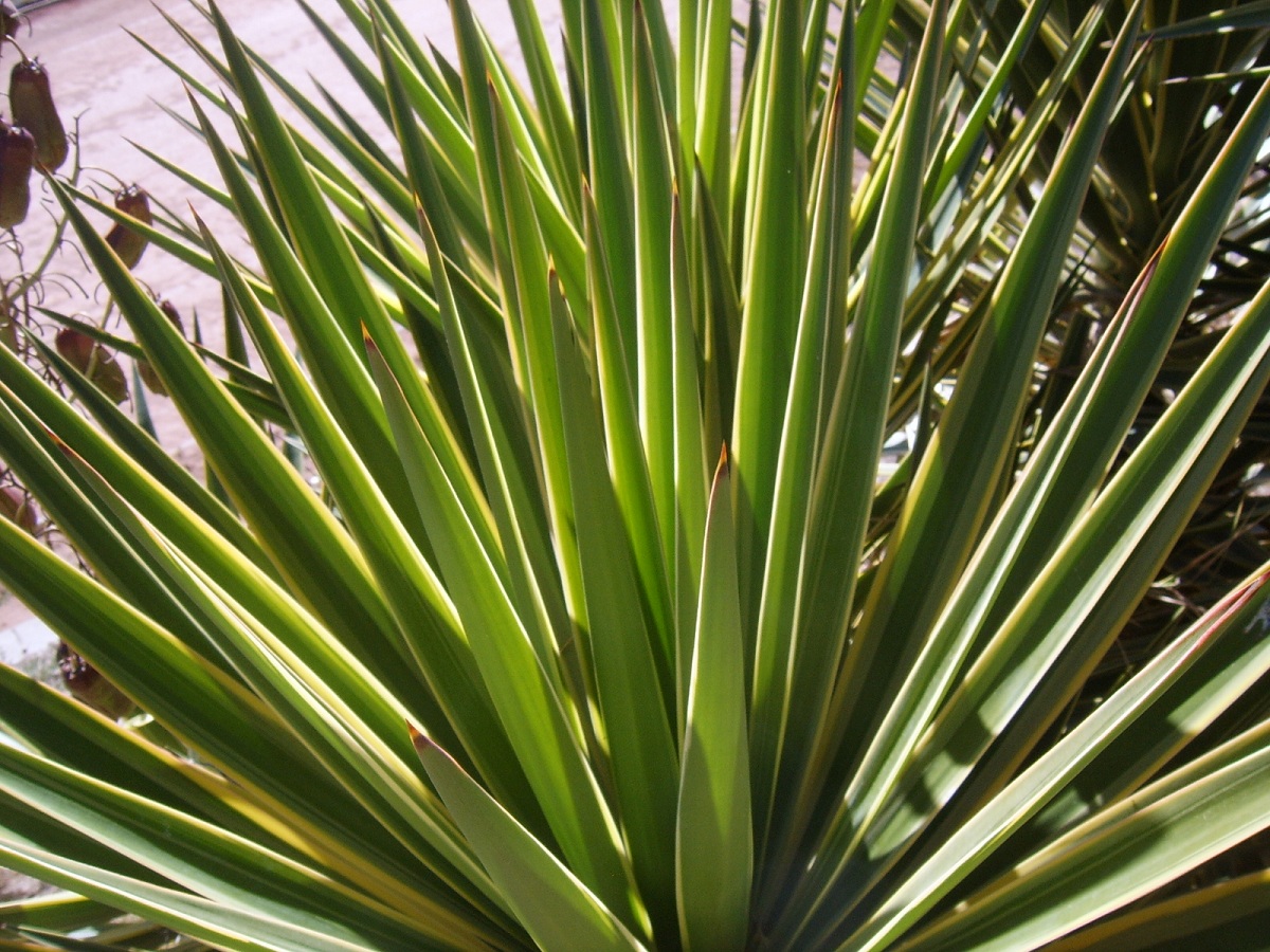 Yucca aloifolia