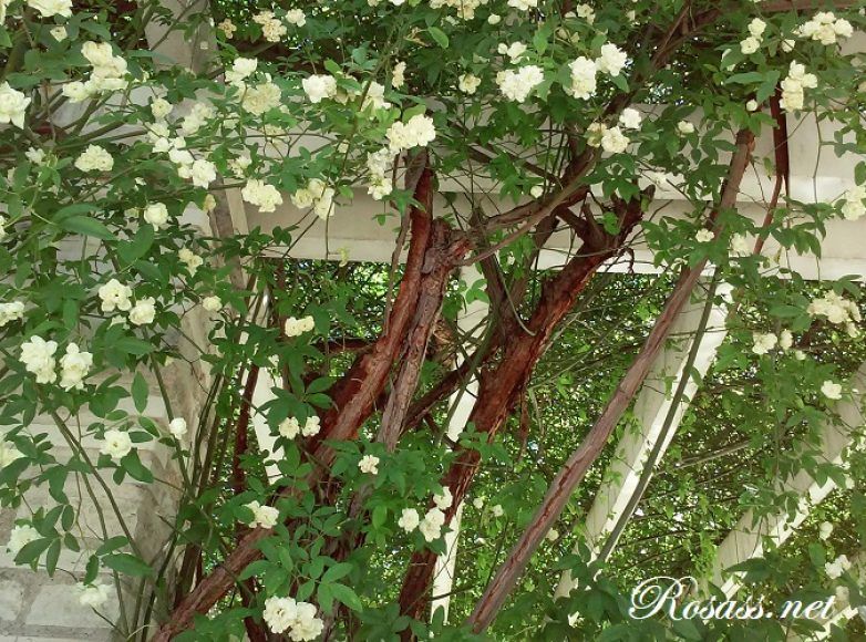 rosaleda de madrid, rosas banksiae