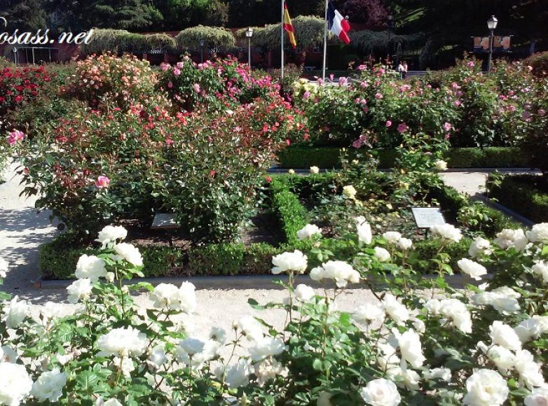 rosaleda de madrid, visión interior del parque