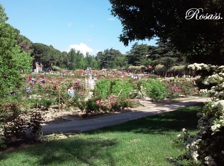 rosaleda de madrid, visión del jardín desde lejos