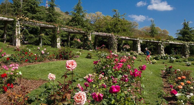rosaleda del parque de cervantes, rosales trepadores