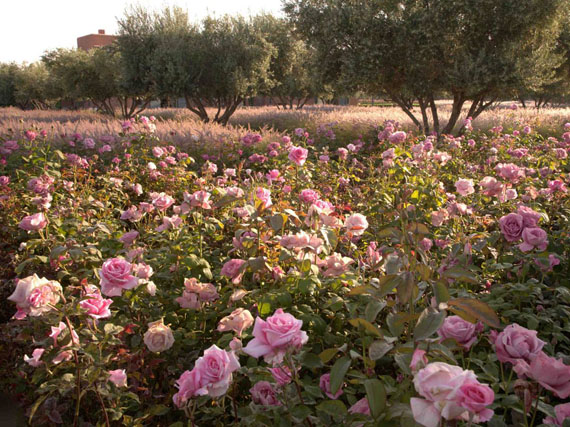 Jardín formal contemporáneo: setos, ritmo y luz