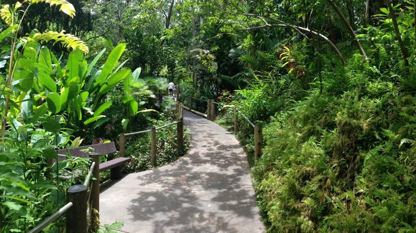 Camino en un jardín tropical